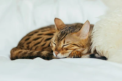 Tritrichomonas ở mèo: Nguyên nhân thầm lặng của bệnh tiêu chảy mãn tính